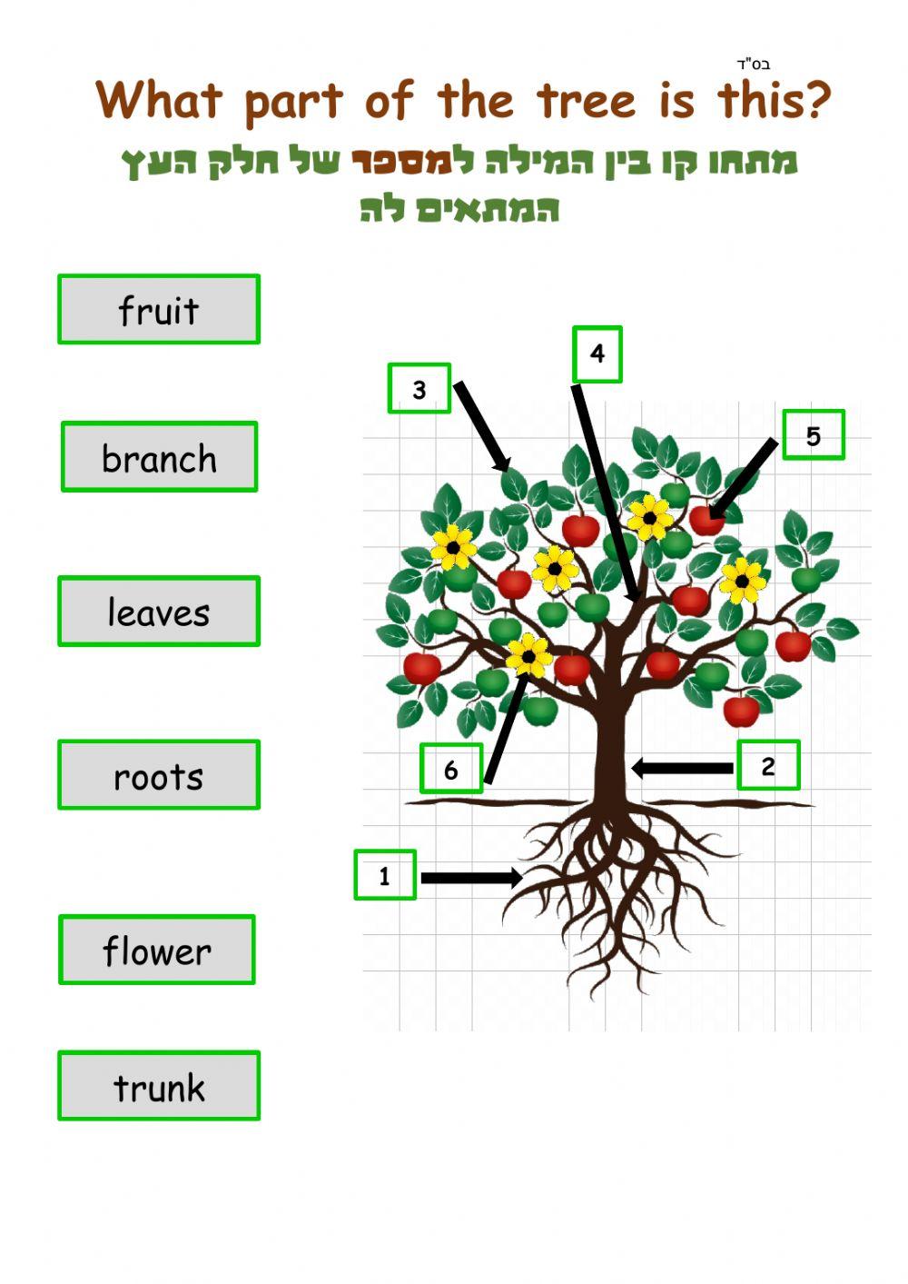 T'U Bishvat- Parts of the Tree- picture