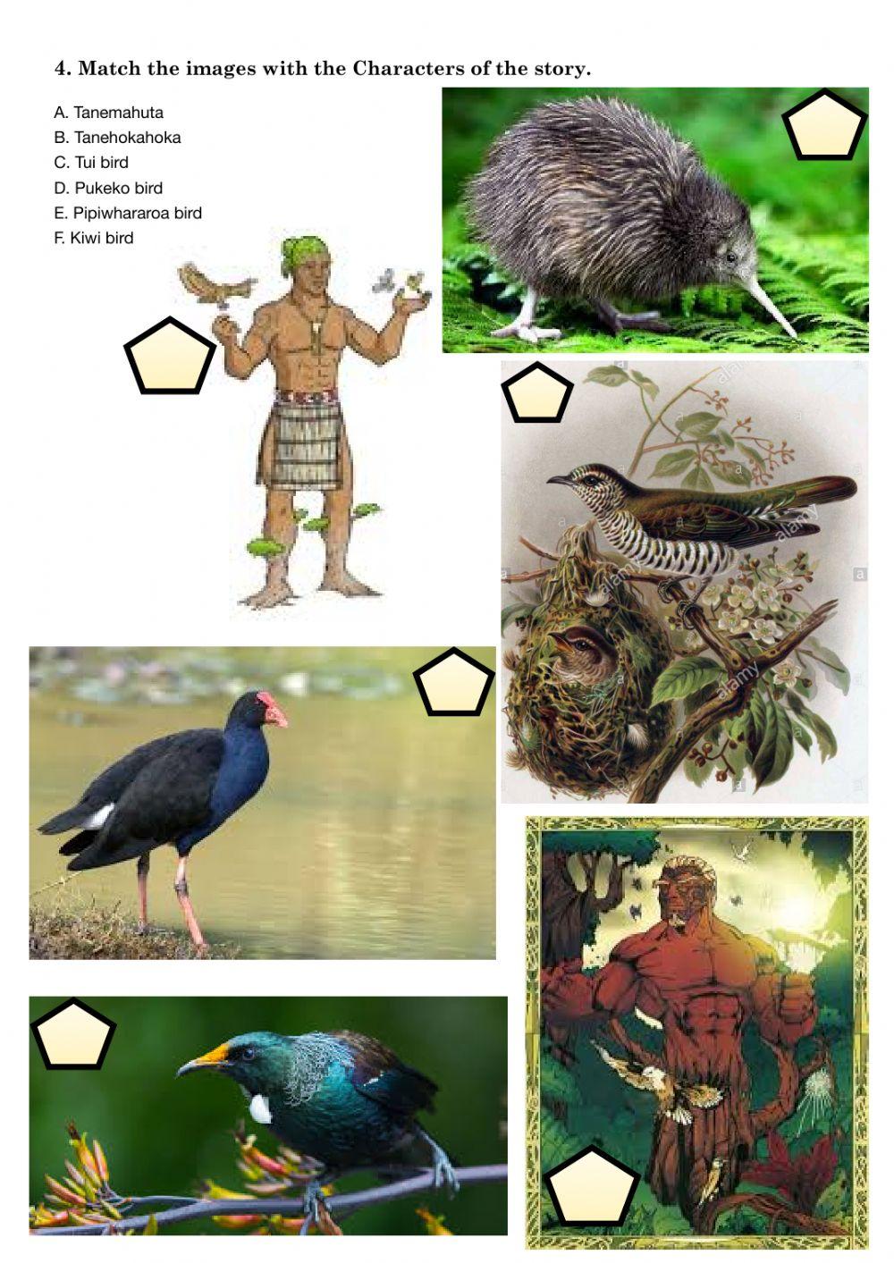 Kiwi - Activities 1.2