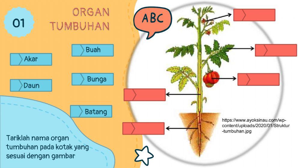 Organ dan sistem organ