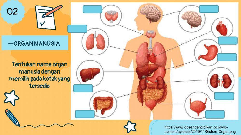 Organ dan sistem organ
