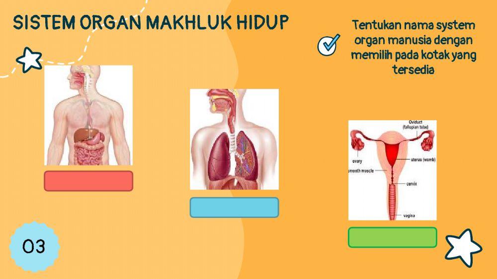 Organ dan sistem organ