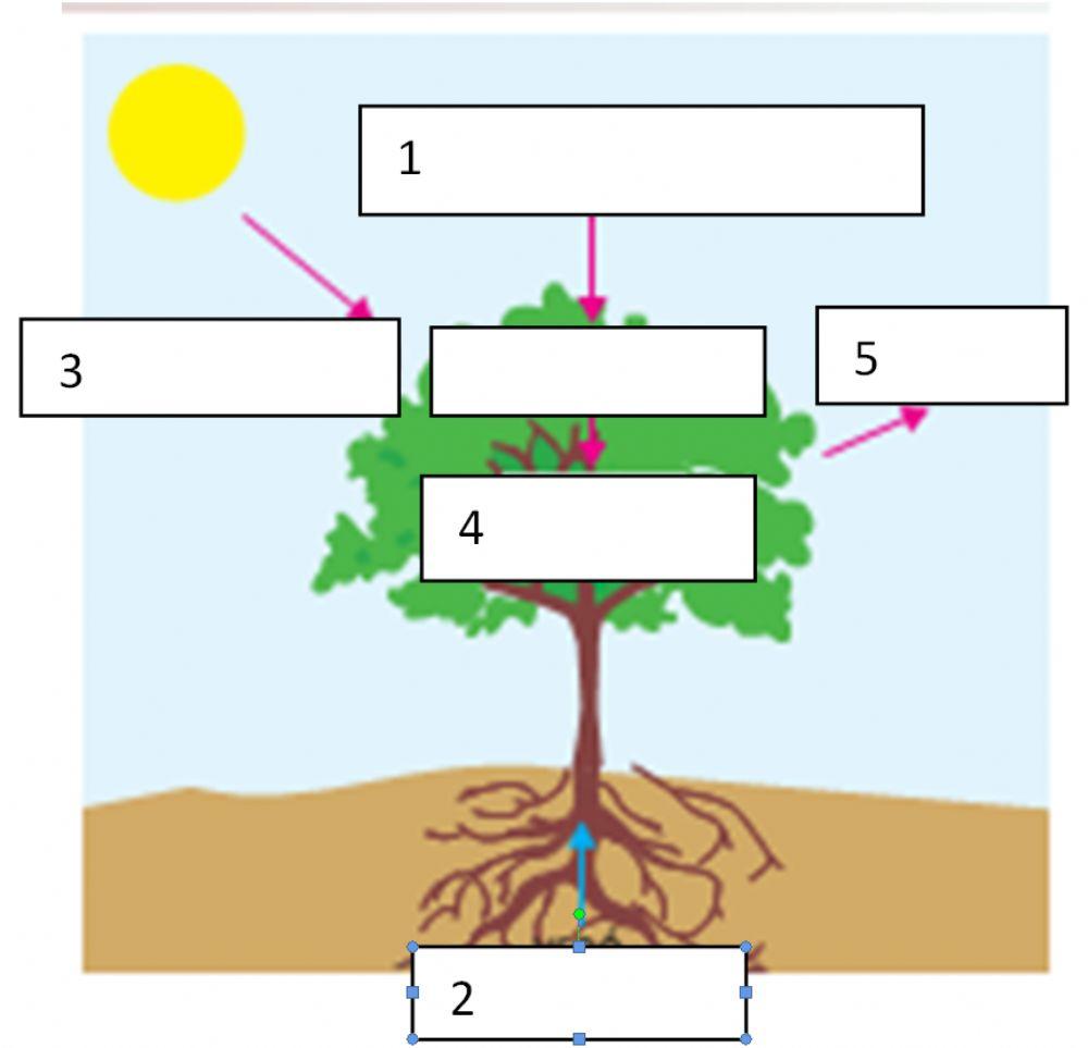 ΦΩΤΟΣΥΝΘΕΣΗ ΕΙΚ.1 ΔΙΑΛΕΞΕ ΤΟ ΣΩΣΤΟ