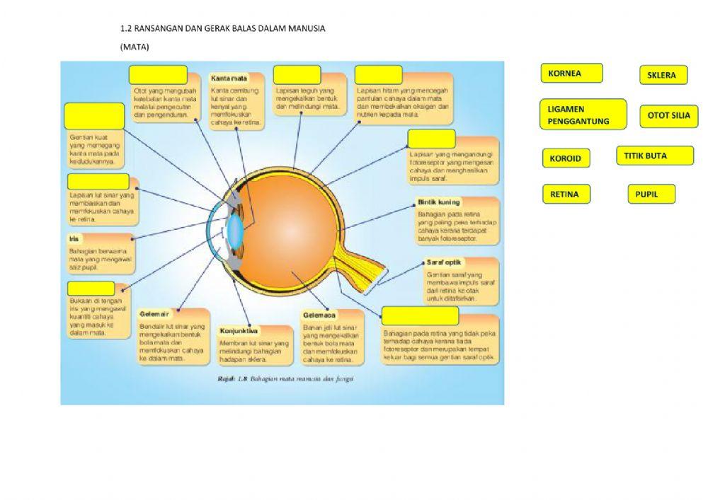 1.2 ransangan dan gerak balas dalam manusia