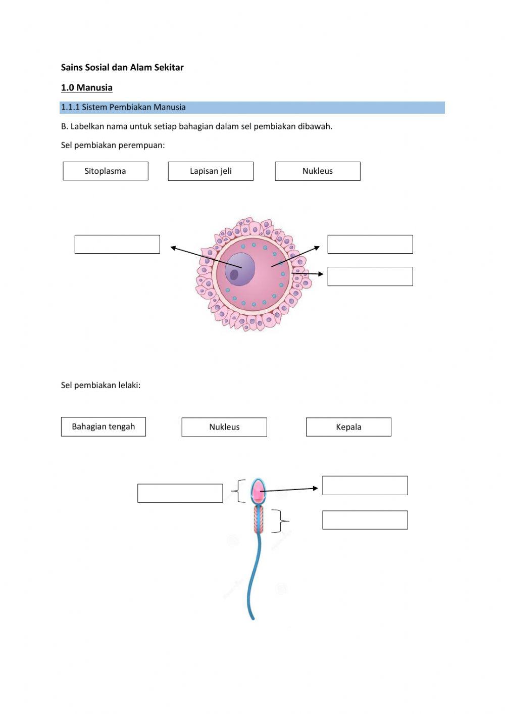 1.1.1. Sistem Pembiakan Manusia