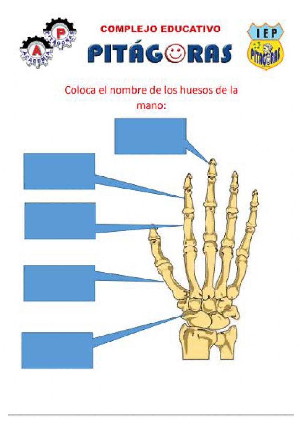 Los huesos de la mano