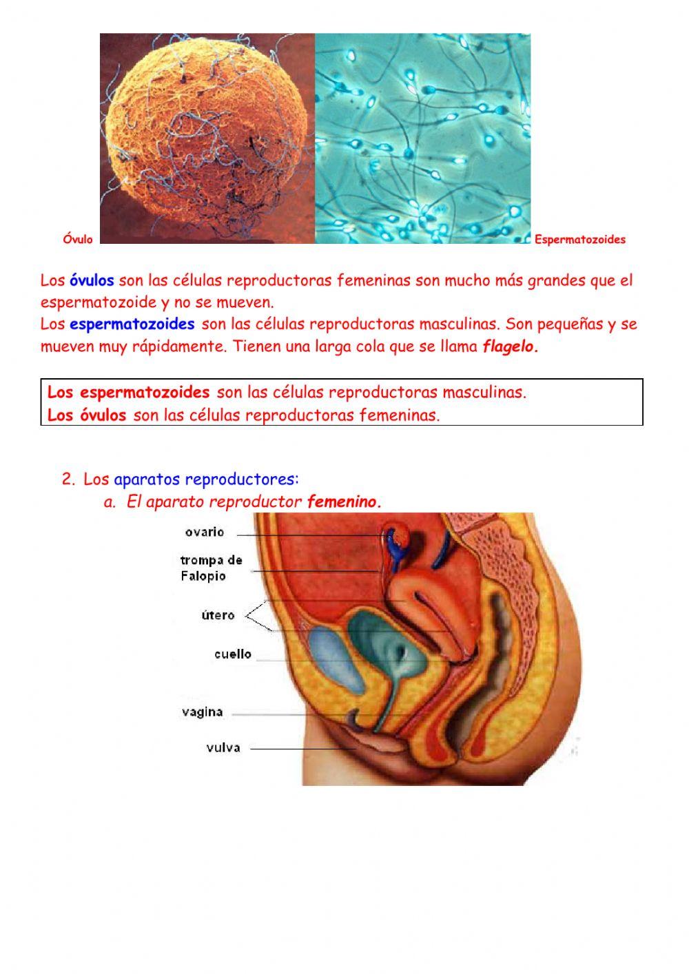 reproduccion humana masculina