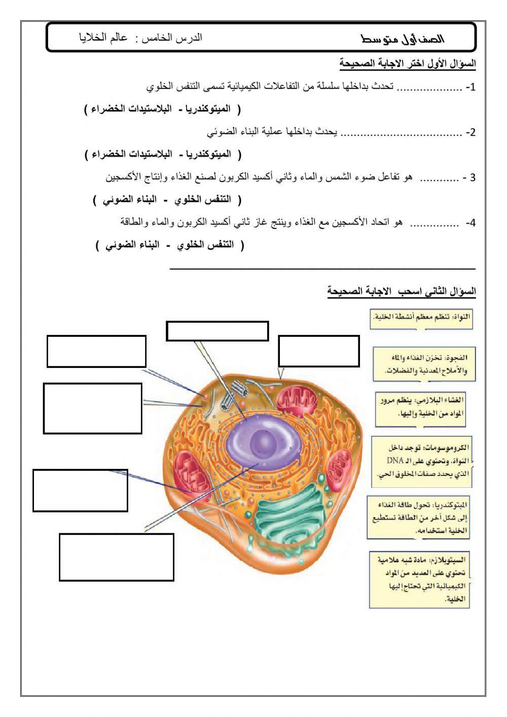 الدرس الخامس :  عالم الخلايا
