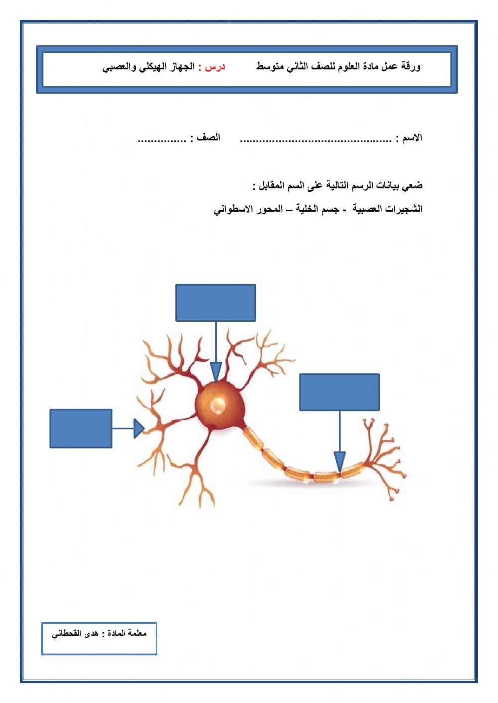 الخلية العصبية