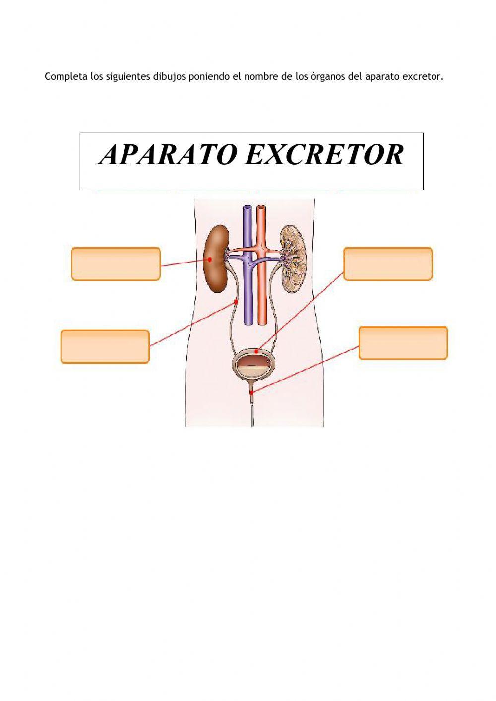 Partes del aparato excretor