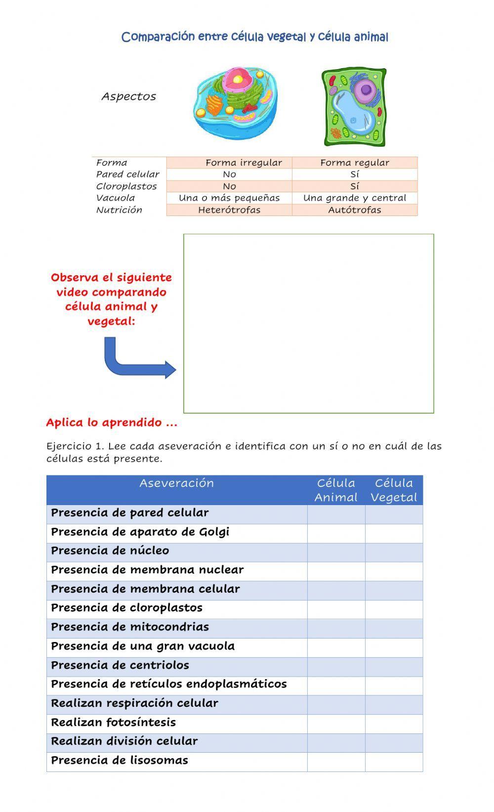 Partes de la célula