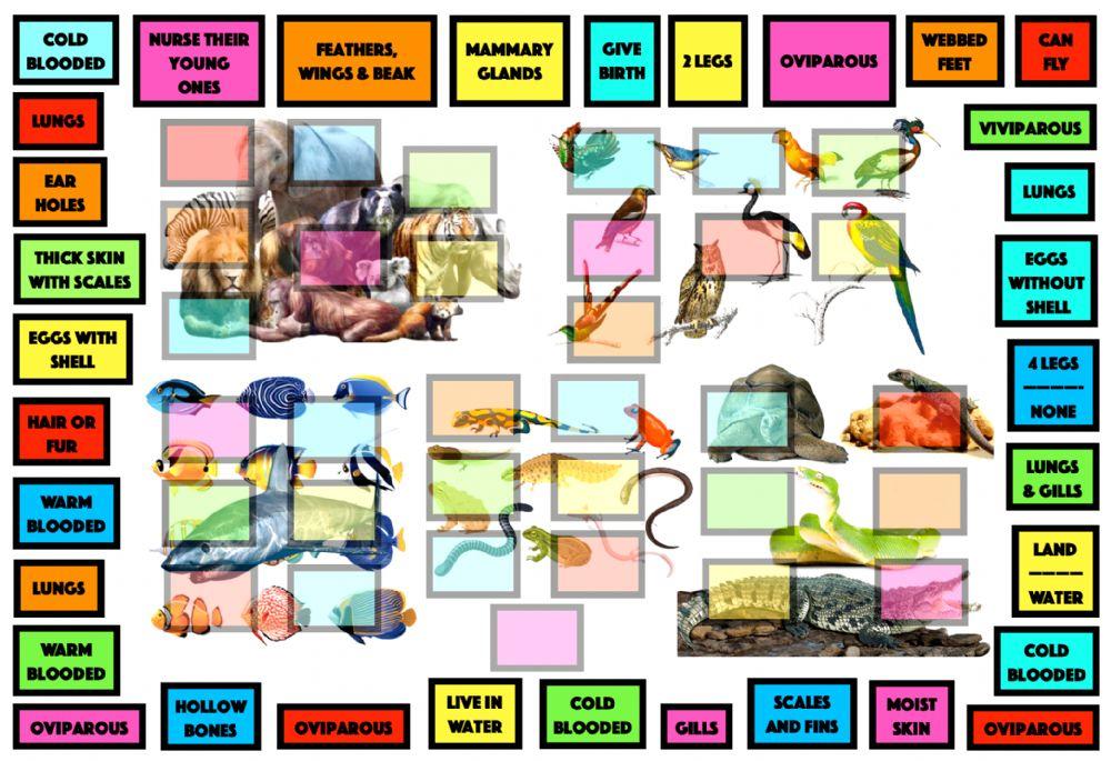 Vertebrate characteristics