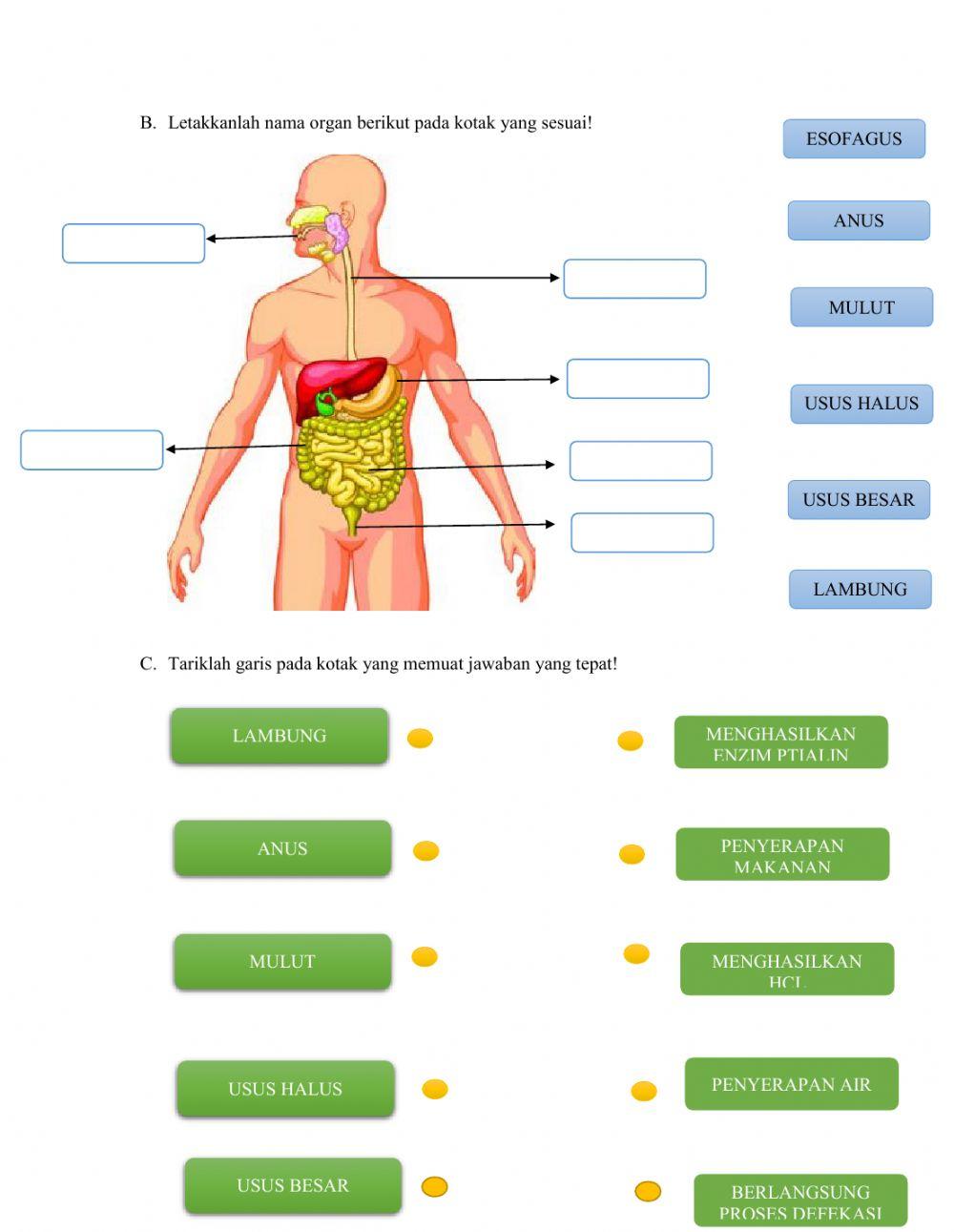 SISTEM PENCERNAAN MANUSIA
