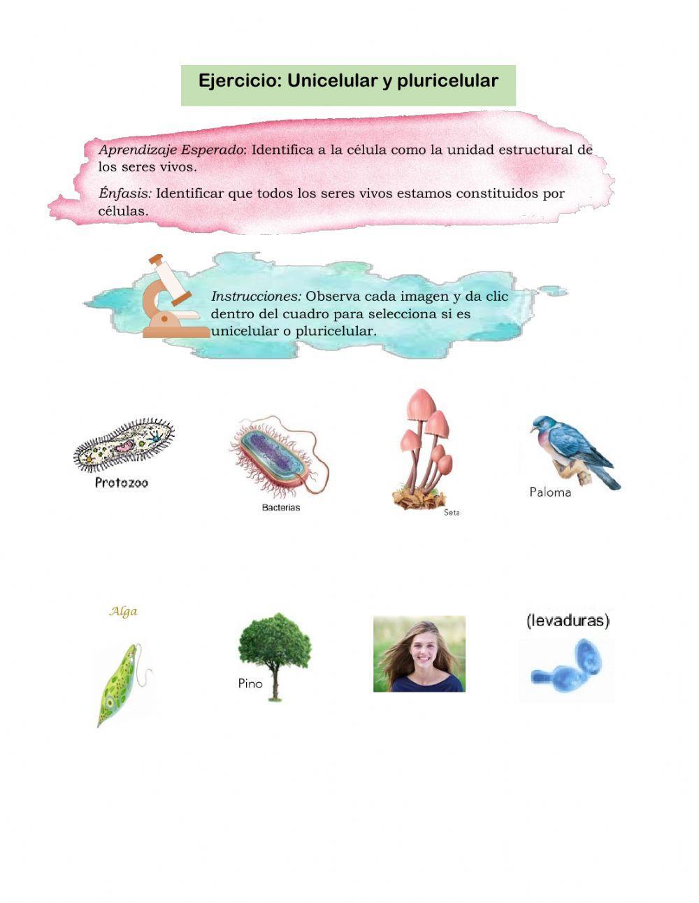 Unicelular y pluricelular