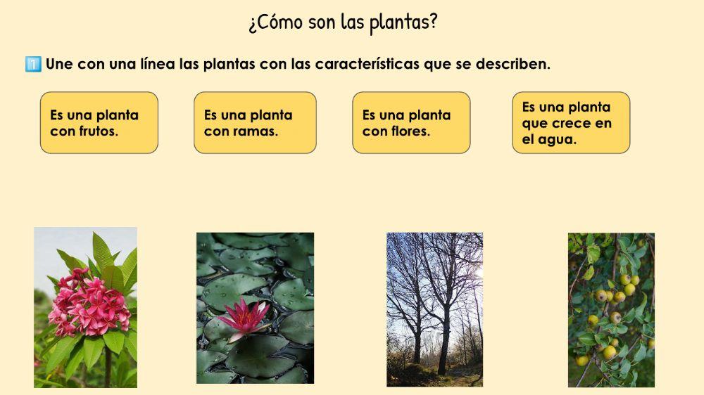 Alimentos de origen vegetal