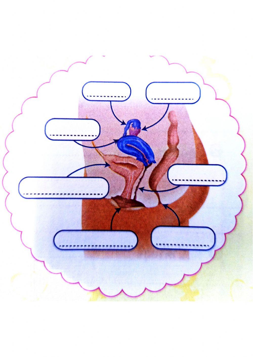 อวัยวะสืบพันธ์เพศหญิง