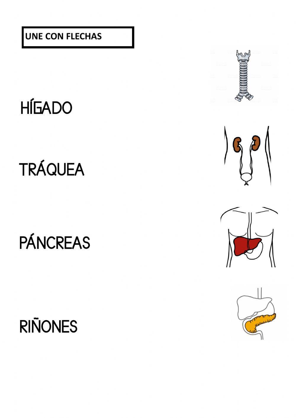 Los órganos del cuerpo