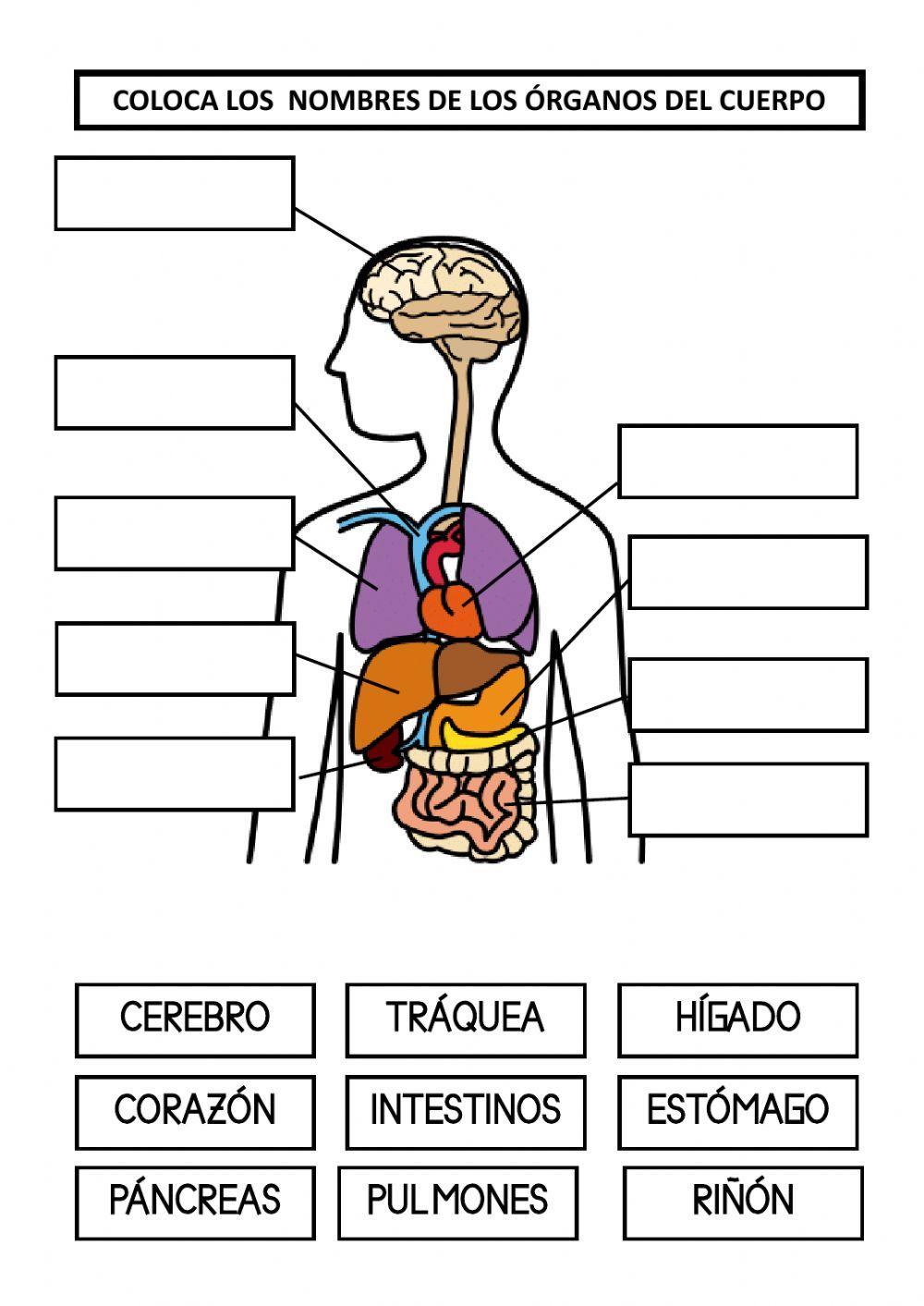 Los órganos del cuerpo