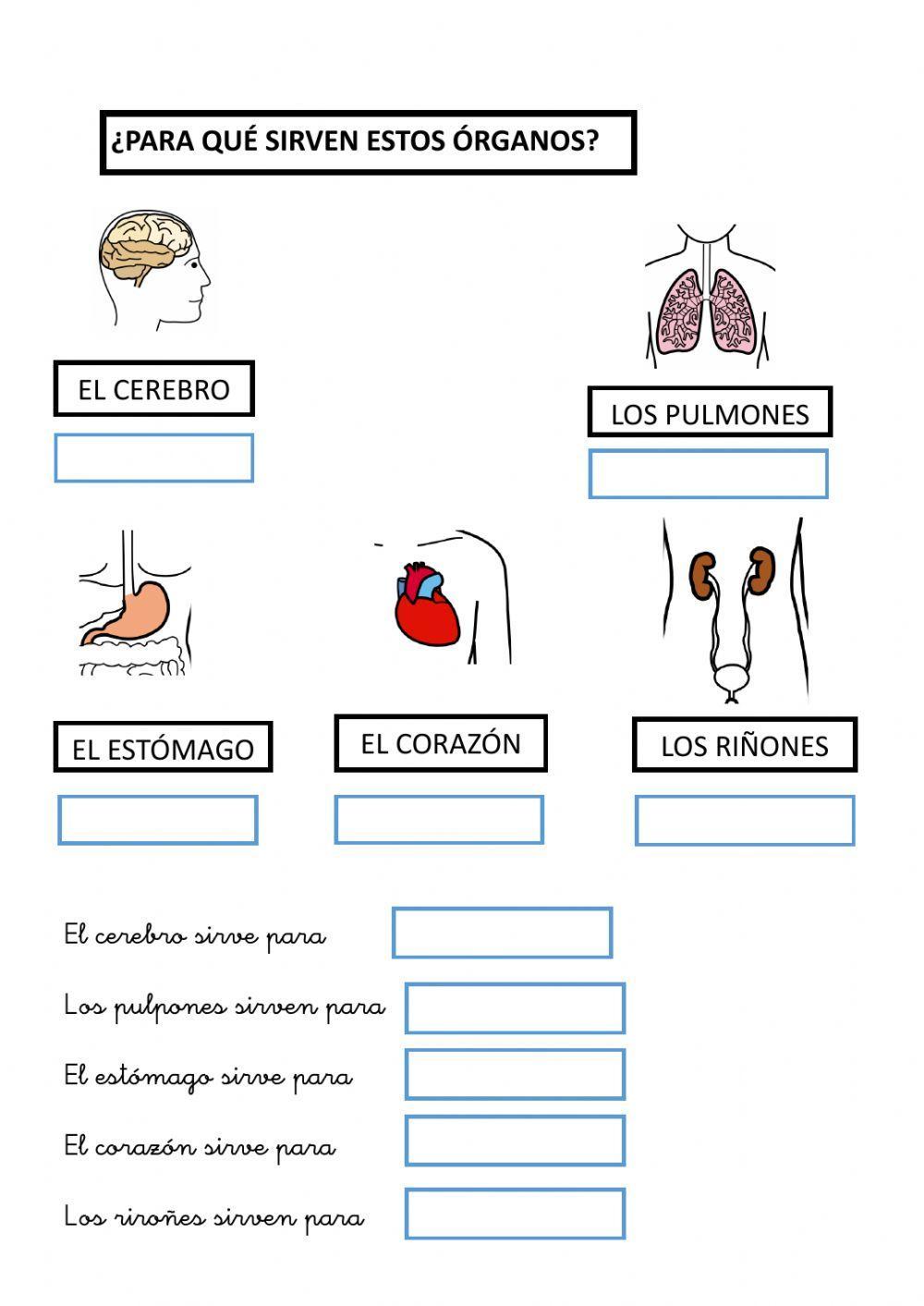 Los órganos del cuerpo