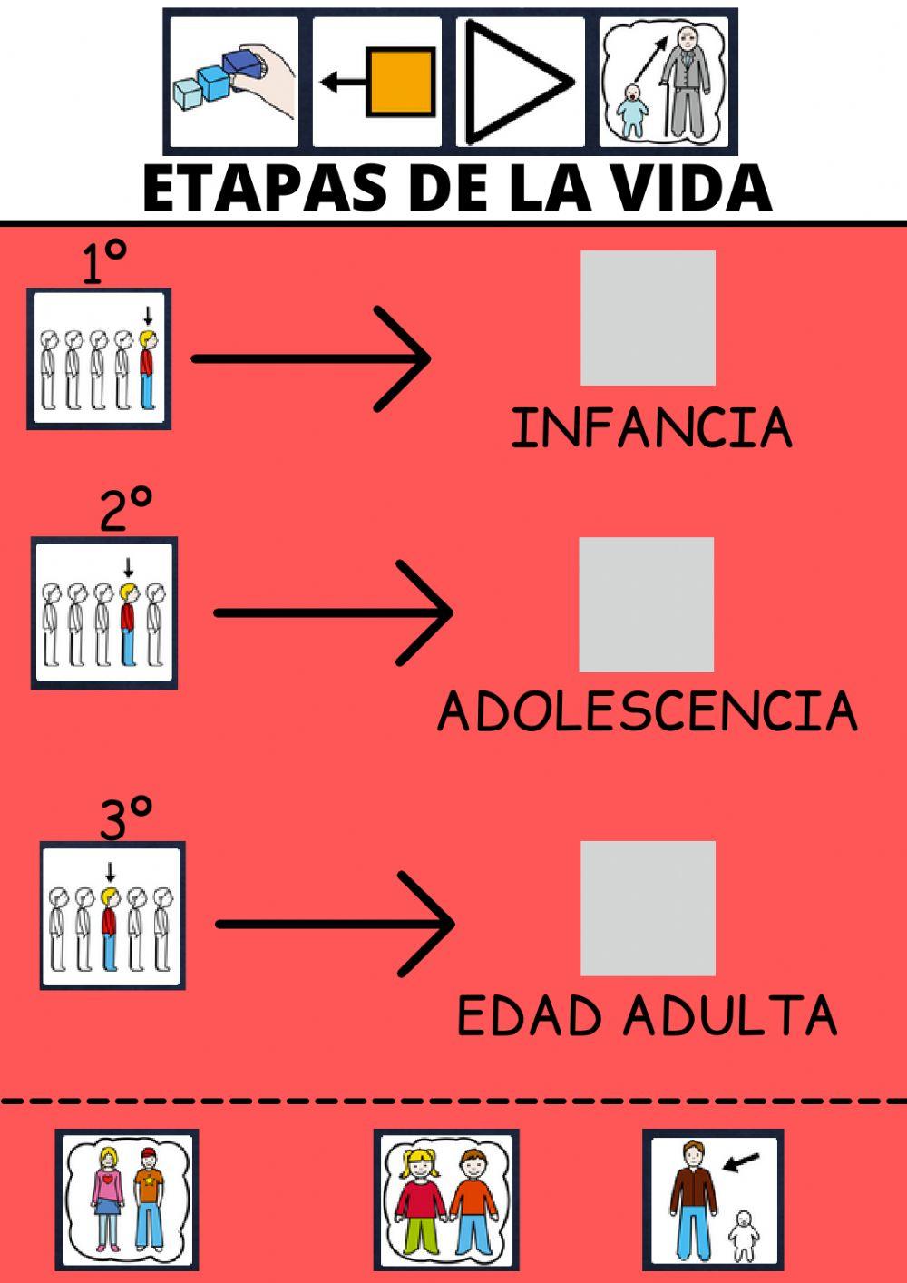 Etapas de la vida