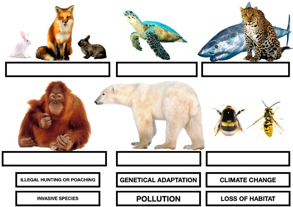 Extinction causes LiveWorksheets 672520