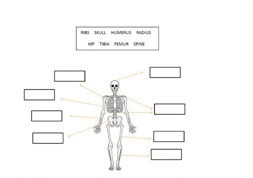 Parts of the body and bones