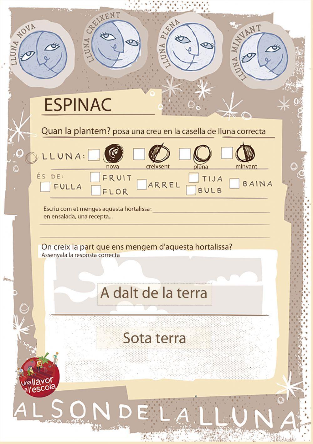 Hort Cultivant amb la lluna ESPINACS