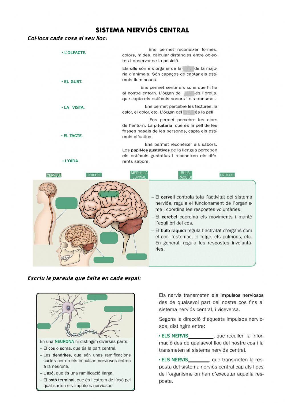 Sistema nerviós central