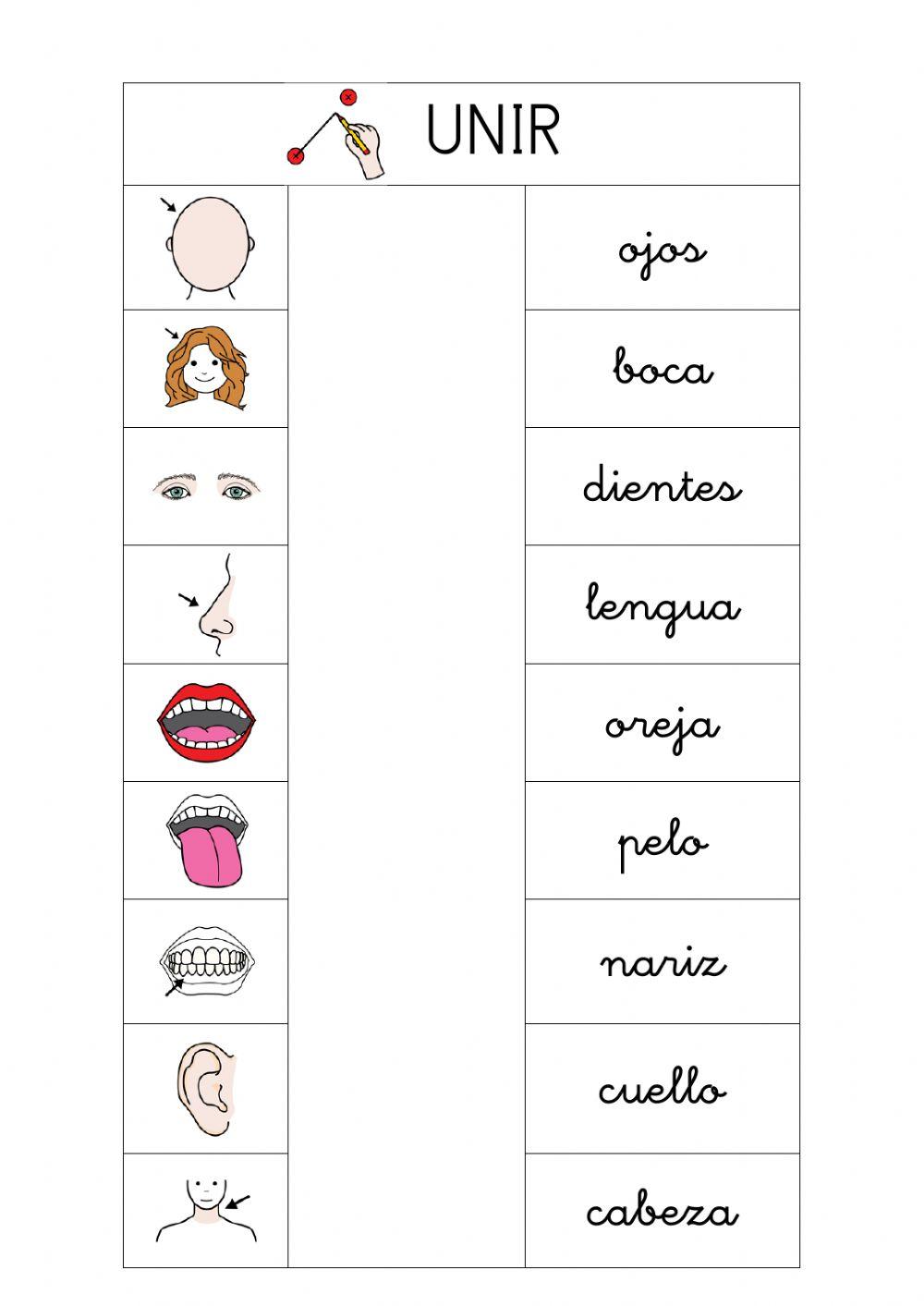 Ficha Partes del Cuerpo 1