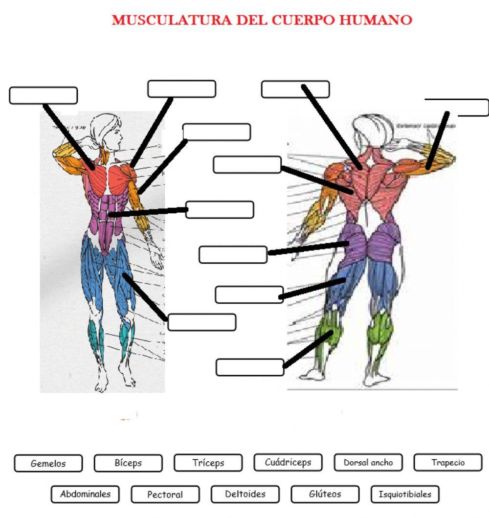 Musculatura cuerpo humano