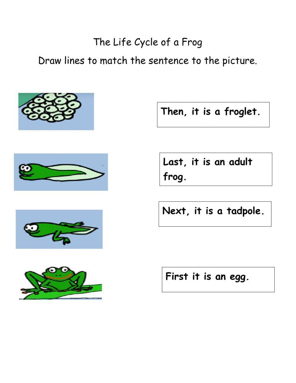 Life Cycle of a Frog