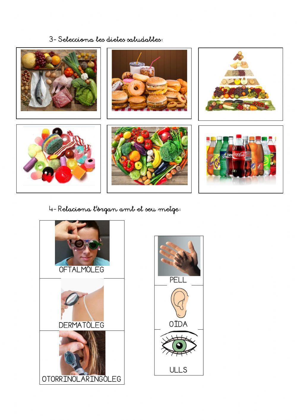 Els òrgans dels sentits