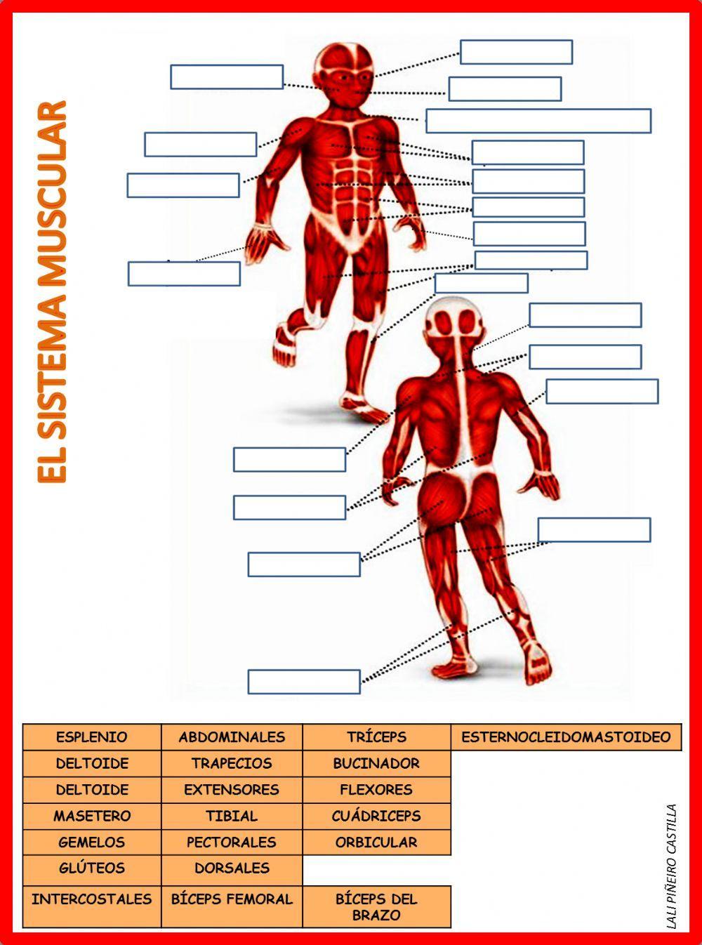 RELACIONA CADA ETIQUETA CON  CADA UNO DE LOS MÚSCULOS CORRESPONDIENTES