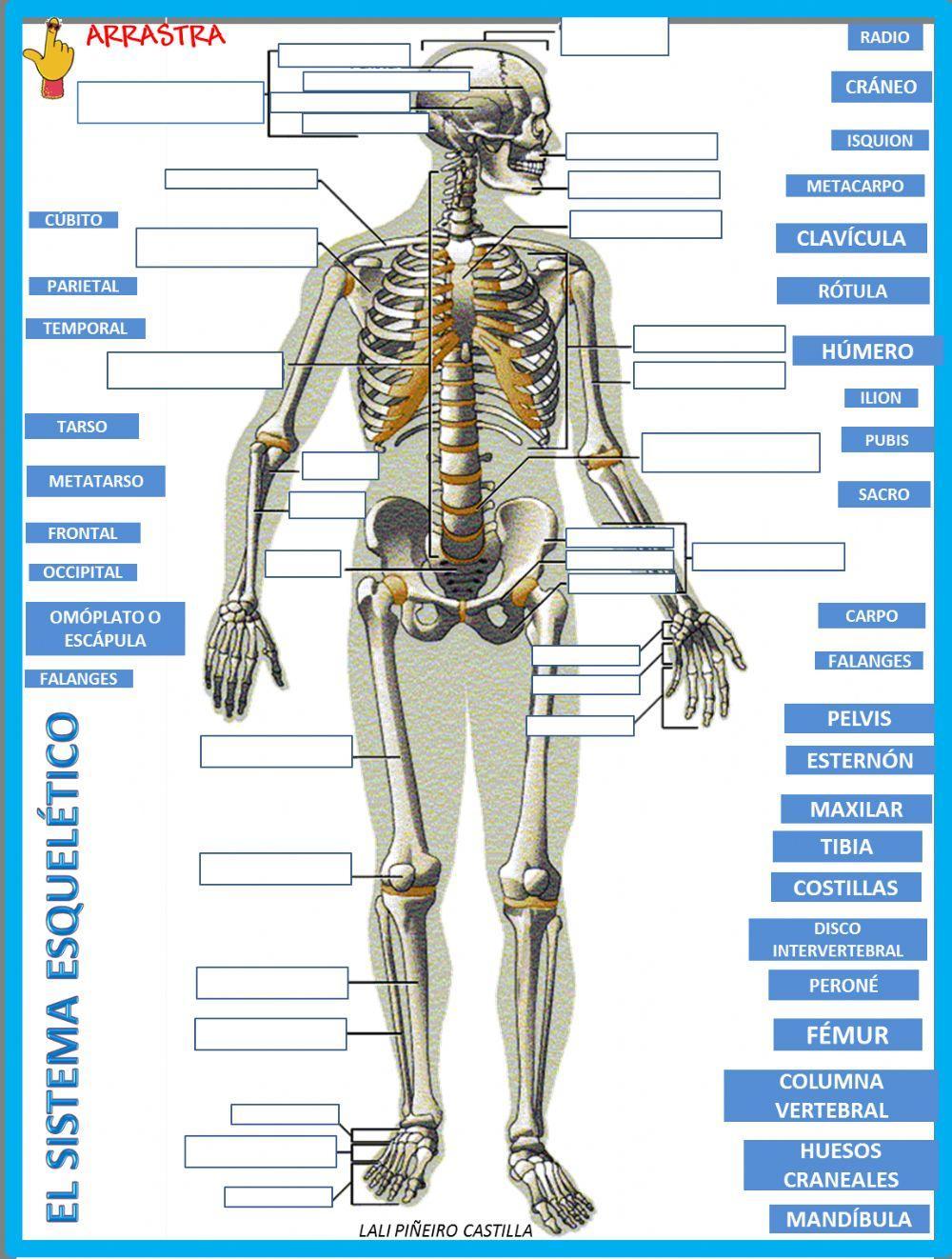 EL ESQUELETO- RELACIONA CADA ETIQUETA CON CADA UNO DE LOS HUESOS