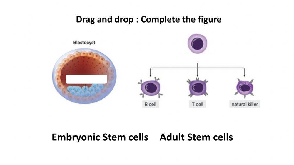 Stem Cell