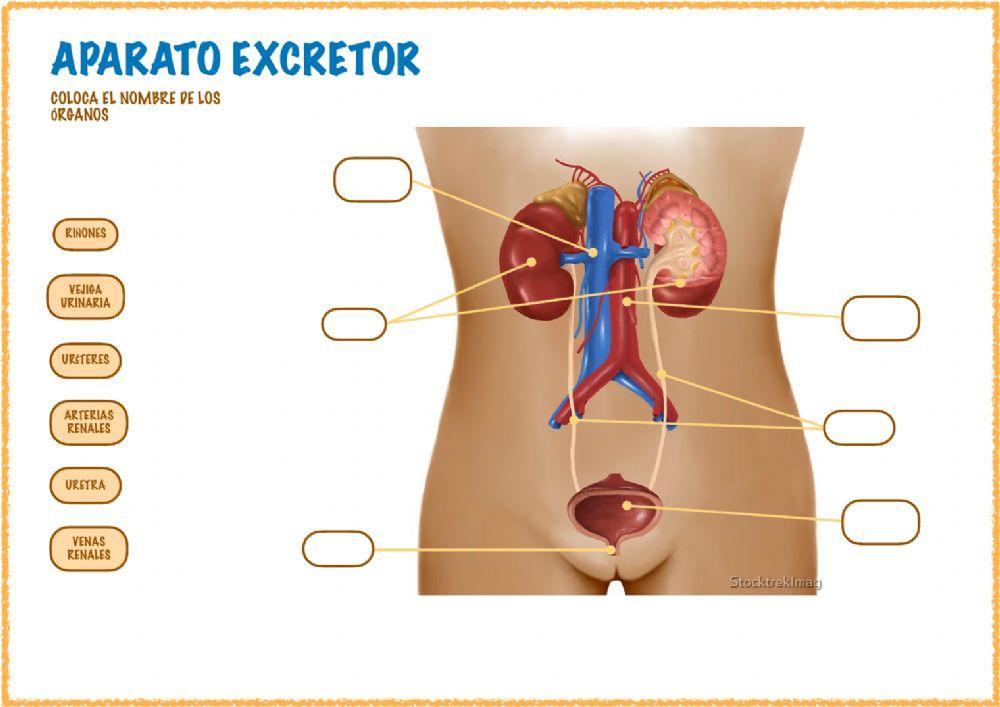 Aparato excretor