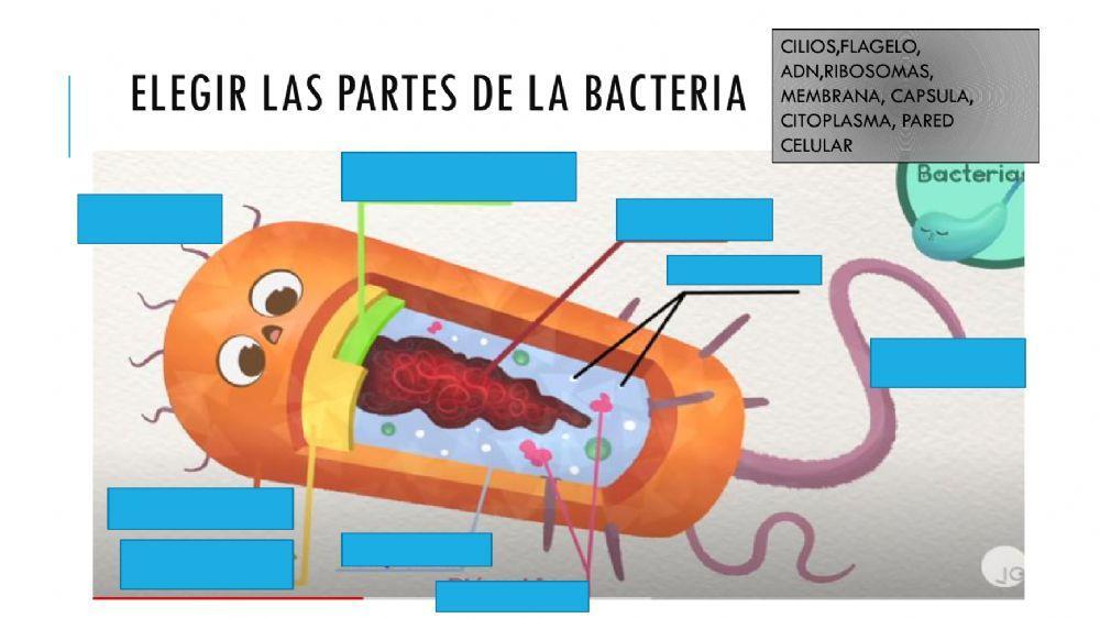 Las bacterias