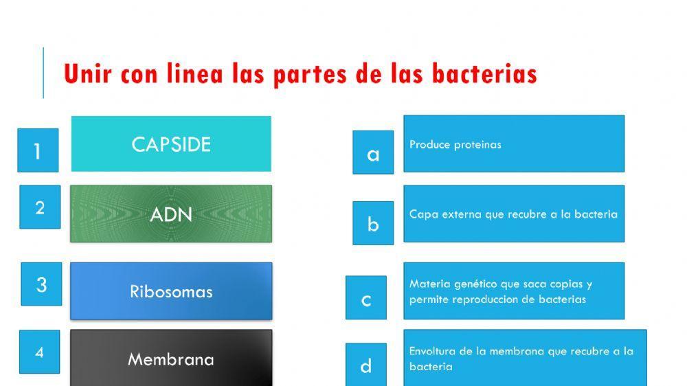Las bacterias