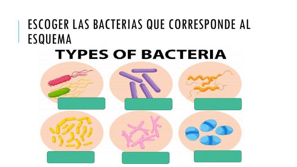 Las bacterias