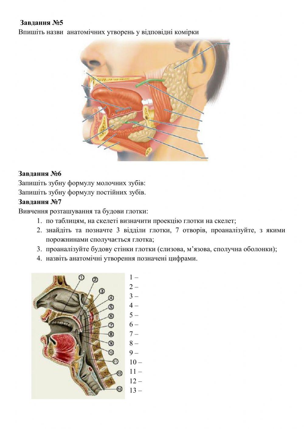 Анатомія травного каналу
