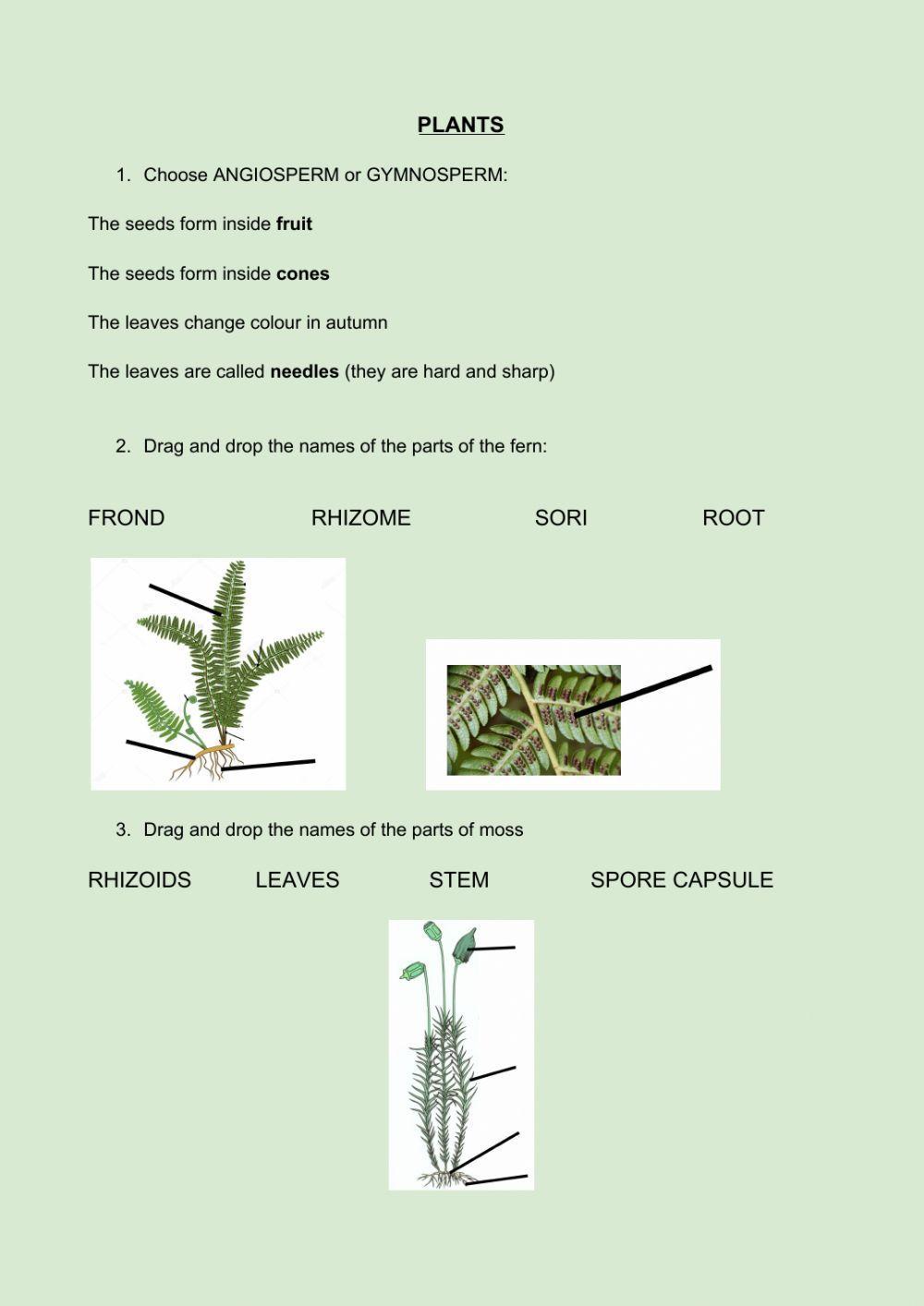 Plants Plants