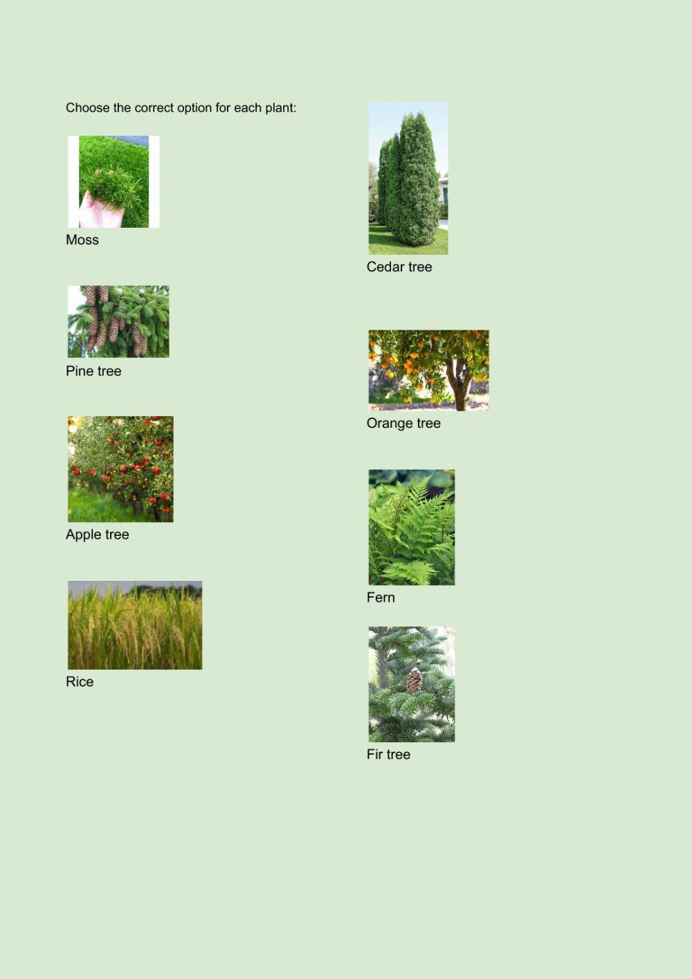Plants Plants