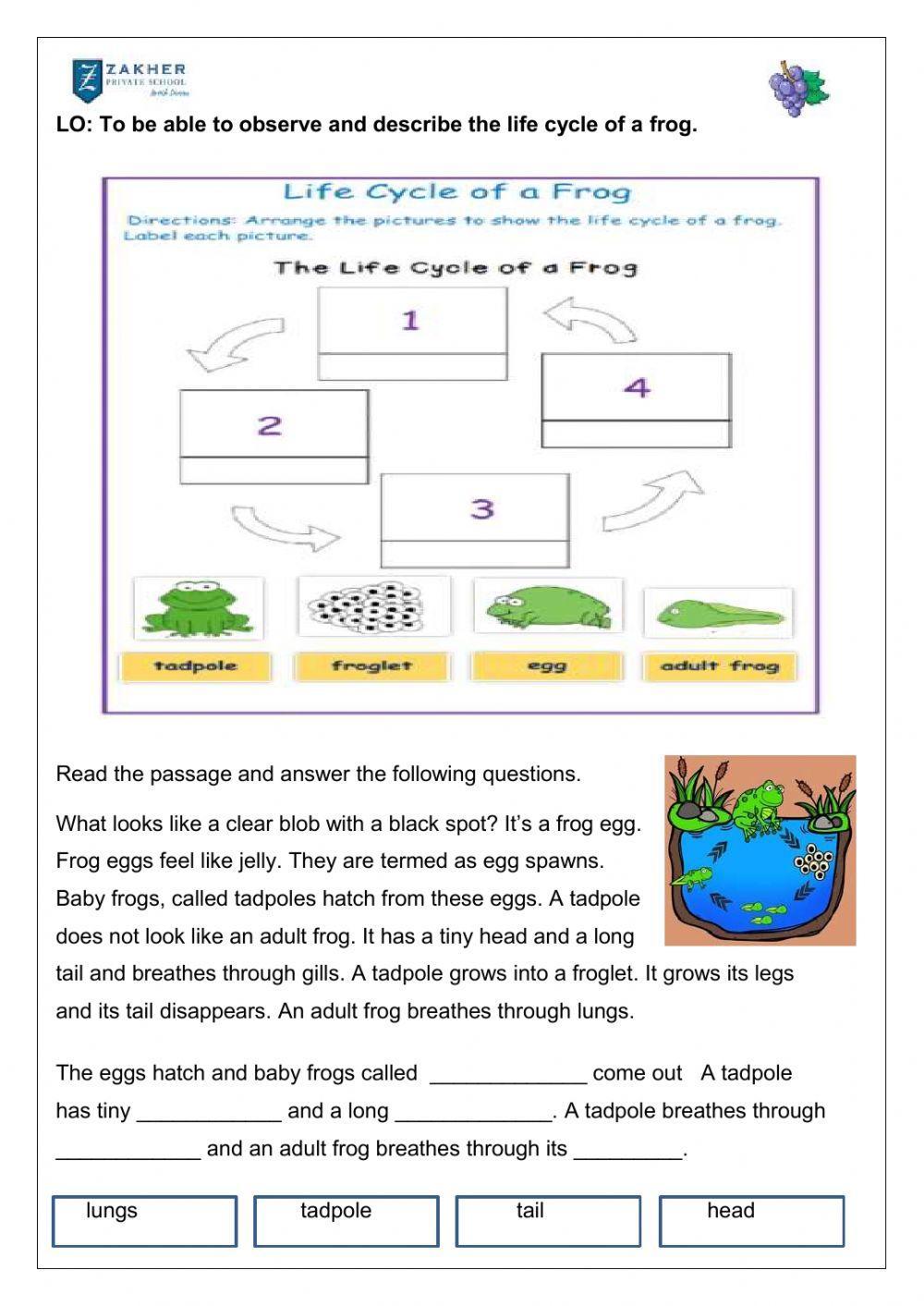 Life cycle of a frog