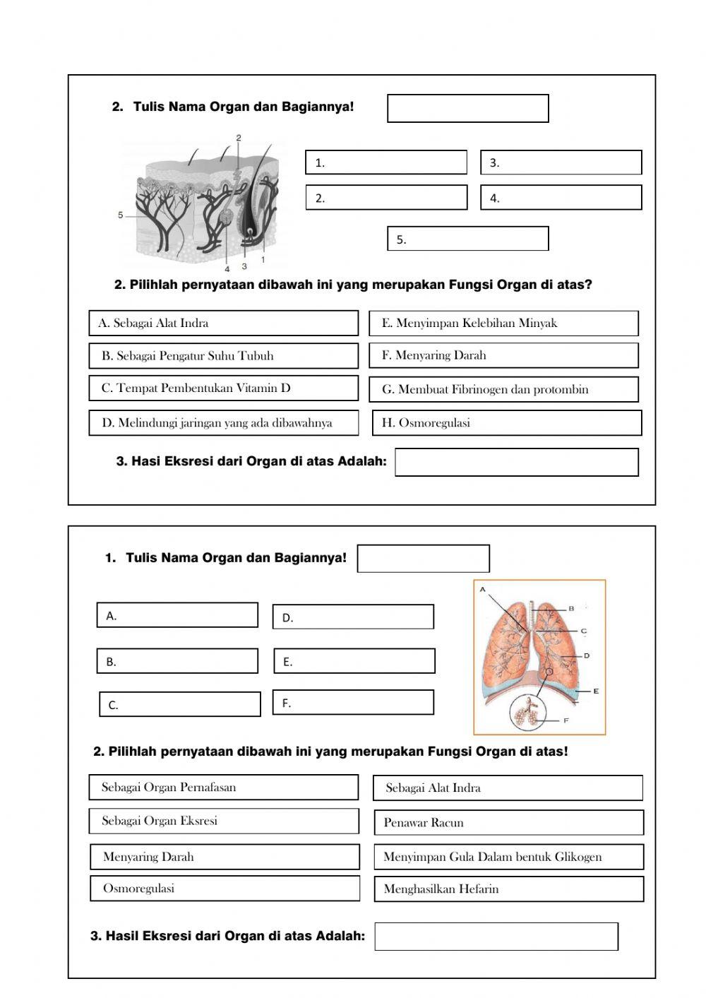 LKPD Sistem Ekskresi pada Manusia