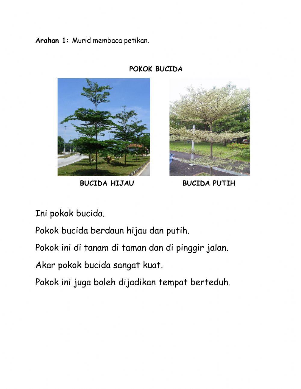 Pokok Bucida