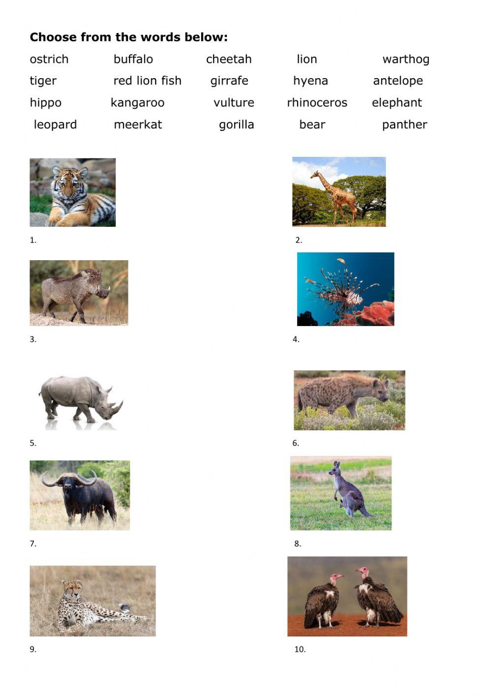How To Get Free Points On Wild Animals Online Wild animals online exercise for A | Live Worksheets