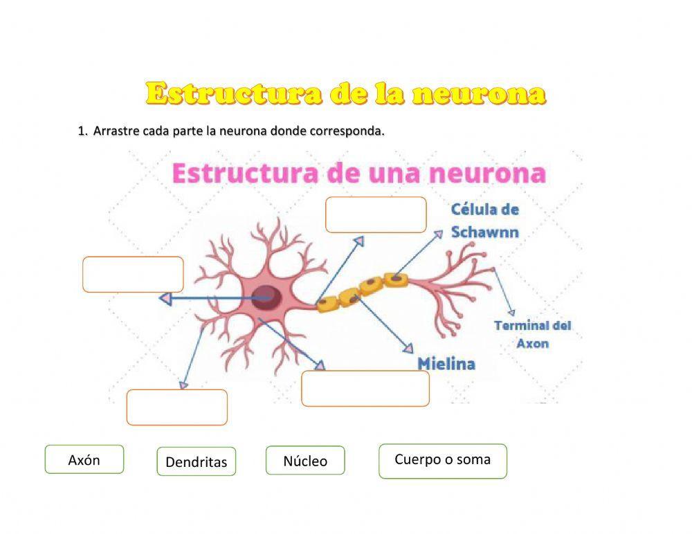 Neurofisiologia
