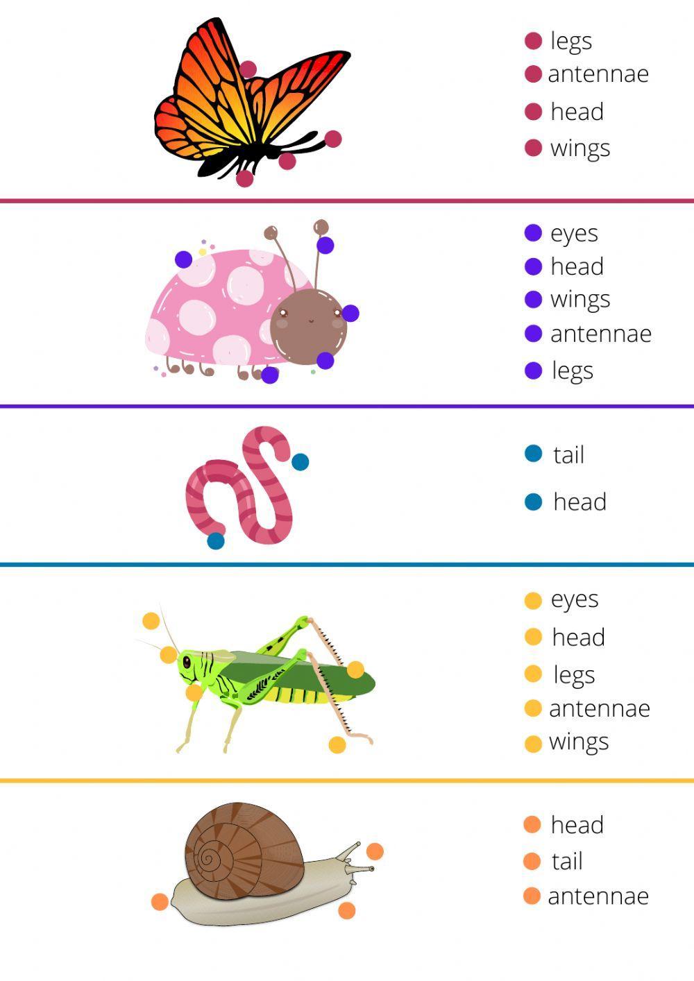 Minibeasts descriptions and parts