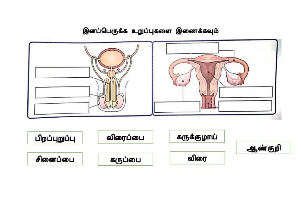 நலக்கல்வி ஆண்டு 5