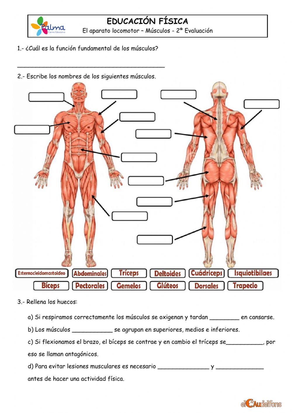 Control Músculos 5PRI