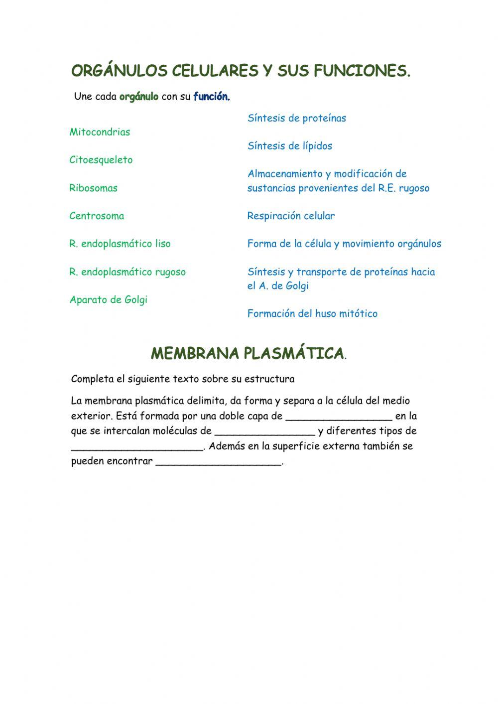 Membrana plasmática y orgánulos